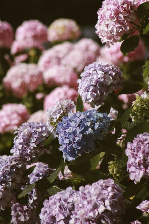 hortensia snoeien